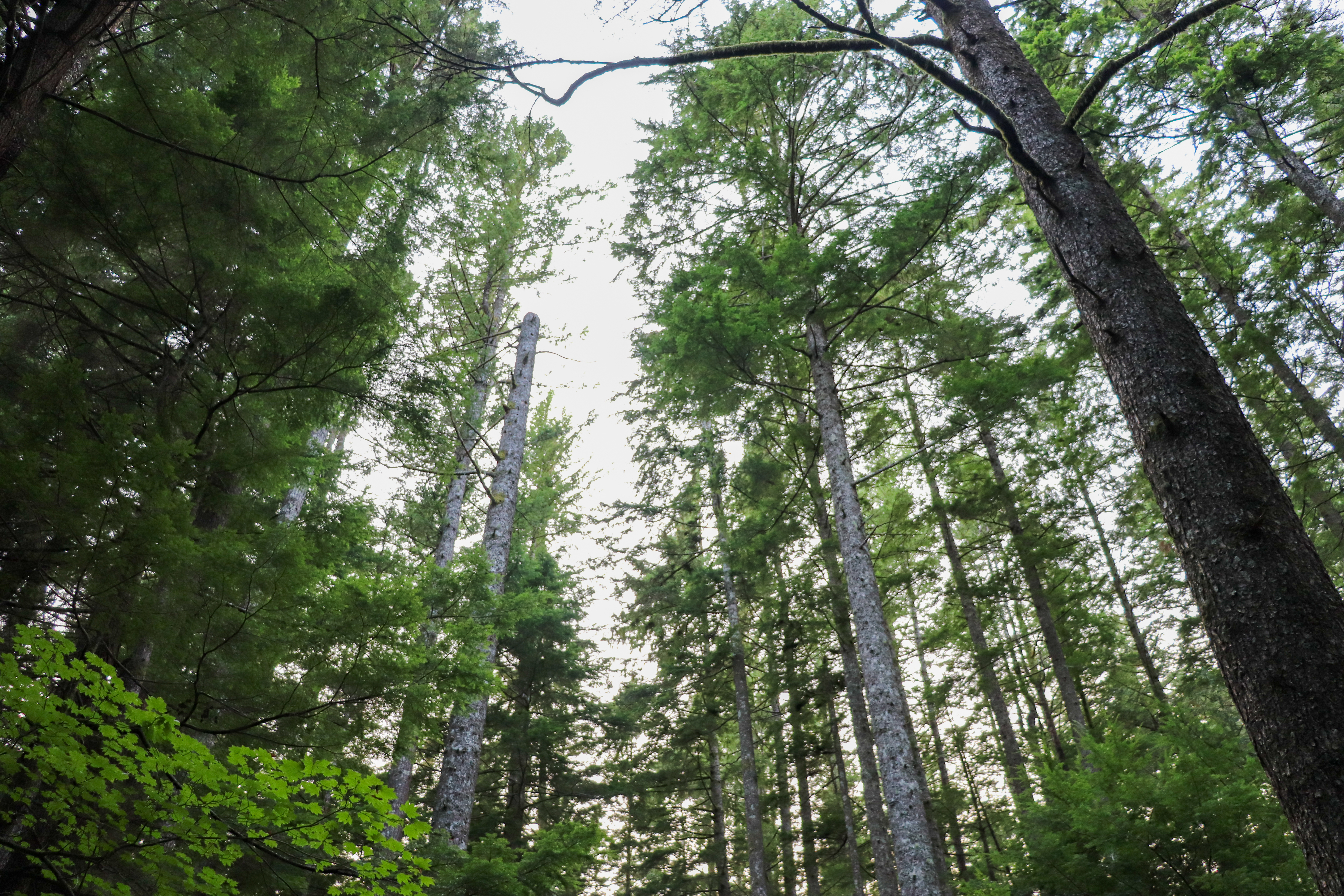 Environmental Impact